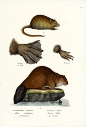 Ondatra, 1824